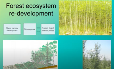 Landhausser aspen keystone.png