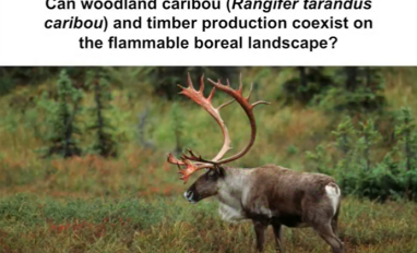 Ruppert caribou coexist.png