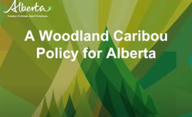 caribou policy hervieux.png