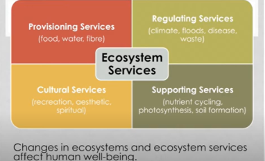 eagle eco services.png