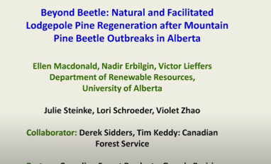 macdonald beyond beetle.png