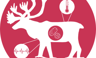 Caribou Health Monitoring Icon