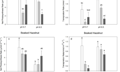 Sulphur effects on net photosynthesis