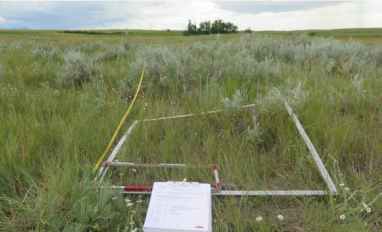 Grassland Sampling Plot