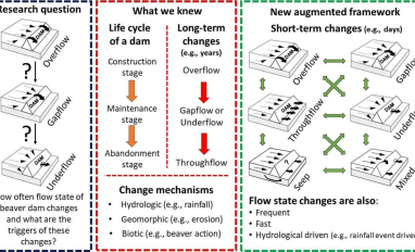 Beaver dam flow states diagram