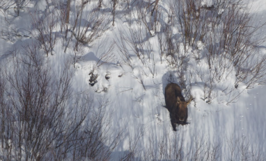 Moose Habitat and Population
