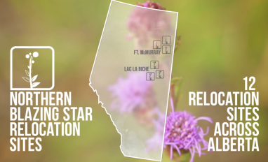 Northern blazing star relocation trial