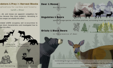 Predators and Prey in Harvest Blocks - Implications for Caribou and Forestry