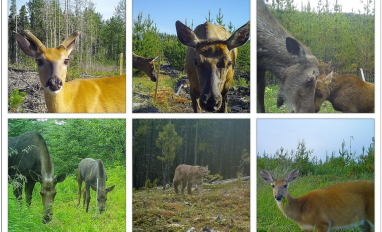 Ungulate Occurrence in Forestry