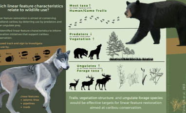 Linear features infographic