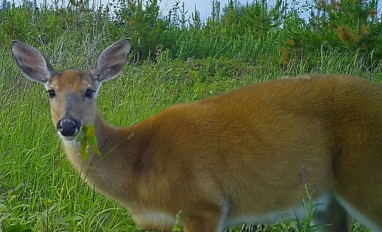 Predator-Prey Co-occurrence