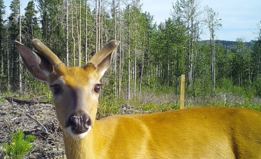 Predator-Prey Co-occurrence