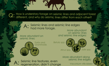 Understory forage infographic