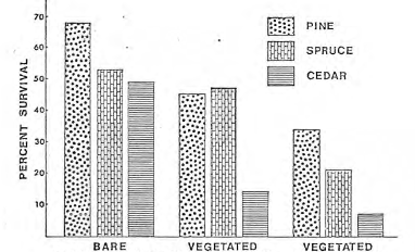 4-year tree survival on uranium tailings
