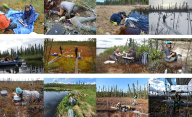 Boreal forest research