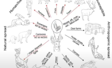 CWD environmental reservoirs