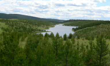 Coal mine reforestation