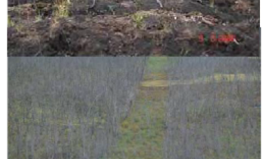 Fire effect on seismic line restoration