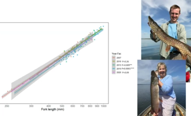 Fish fork length to weight