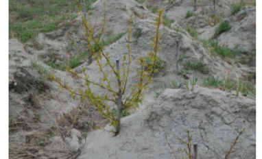 Rough and loose prepared site