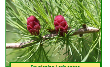 Native plant fact sheet info