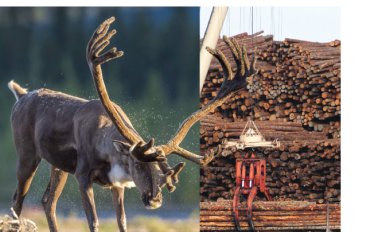 Realizing a future with sustainable economies and healthy caribou populations