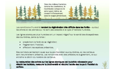 Image of the first page of fact sheet titled bringing forests back after oil and gas disturbances