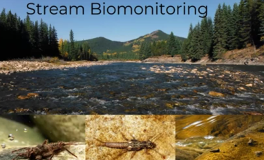 What about the bugs webinar