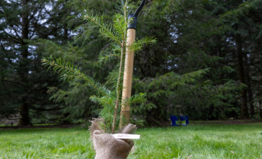 BC plants 10 billionth tree