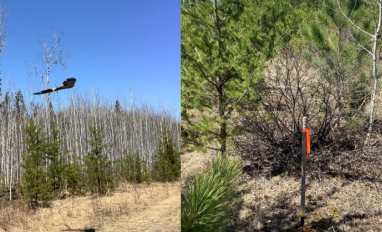 forest renewal assessment manual