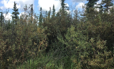 Oil site Reclamation Vegetation