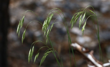 Nodding brome grass