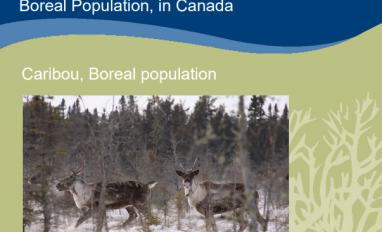 Cover page of report