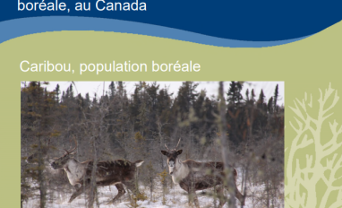 page de couverture du rapport