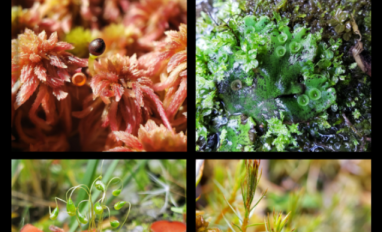 Book cover, "A Guide to the Common Mosses and Liverworts of Alberta"