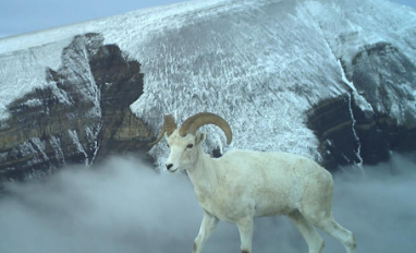 Dall's sheep