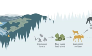 Habitat alteration and caribou decline