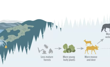 White tailed deer density impacts to caribou