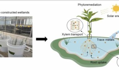 OSPW phytoremediation
