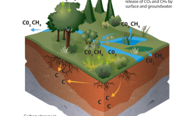 Field guide for estimating carbon stocks in wetlands