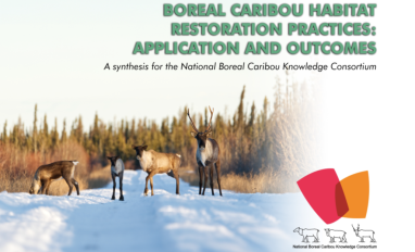 Boreal Caribou Habitat Restoration Practices Report Cover