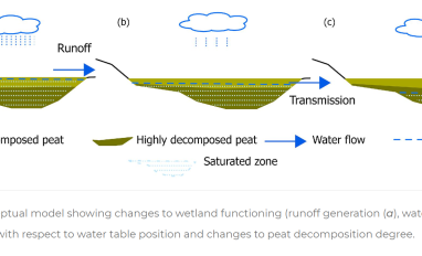 changes to wetland functioning