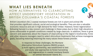 Silviculture Systems Image