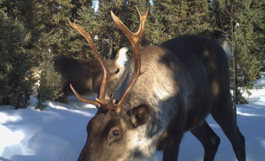 Caribou in snow