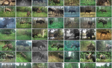 Moose collage