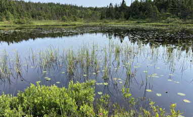 Wetland in St. John's NL