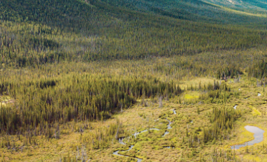 Yukon Wetland Field Guide