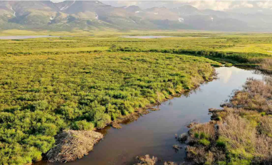 Beaver dams in the Arctic are holding up warm water, which is thawing permafrost. Credit: Ken Tape