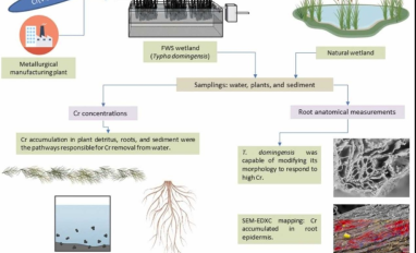 Chromium release in a treatment wetland