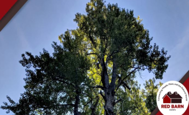 Cottonwoods: Unlocking our Rivers Histories